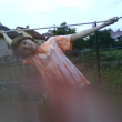 Ivet
